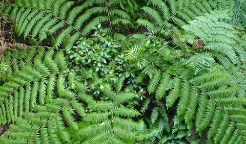 Walk With The Birds Boardwalk - Maitland Accommodation 2