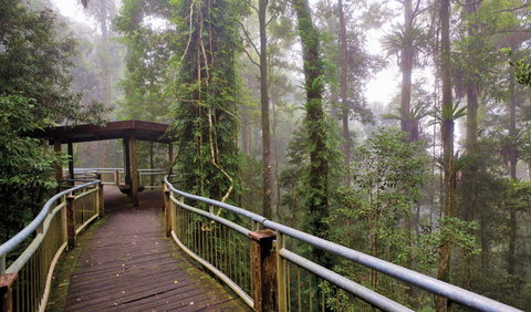 Walk With The Birds Boardwalk - Maitland Accommodation 3