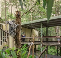 Daisy Hill Koala Centre - Maitland Accommodation