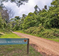 Antarctic Beech picnic area - Maitland Accommodation