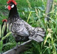 Merry Maidens Veggies - Maitland Accommodation