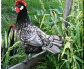 Merry Maidens Veggies - Maitland Accommodation 0