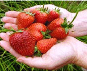 Merry Maidens Veggies - Maitland Accommodation 1