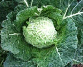 Merry Maidens Veggies - Maitland Accommodation 2