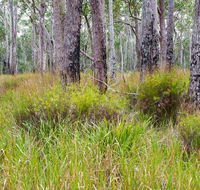 Narrawallee Inlet walking track - Maitland Accommodation