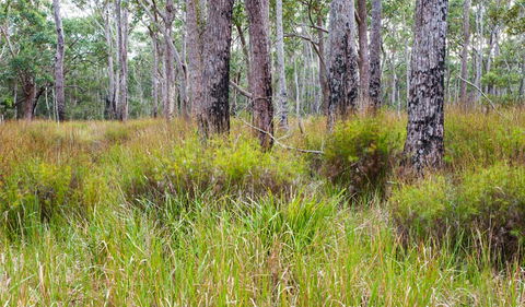 Narrawallee Inlet Walking Track - Maitland Accommodation 0