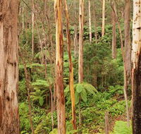 Cycle Mogo State Forest - Maitland Accommodation
