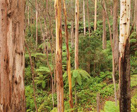 Cycle Mogo State Forest - Maitland Accommodation 1