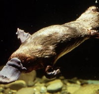 Platypus Pool - Maitland Accommodation