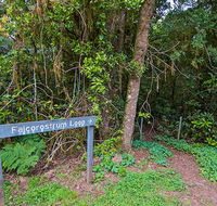 Falcorostrum loop walking track - Maitland Accommodation