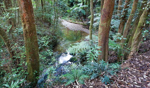 Blackbutt Walking Track - Maitland Accommodation 1