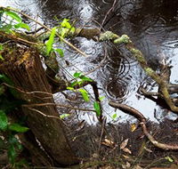 Mogo Bushwalk - Maitland Accommodation