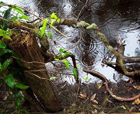 Mogo Bushwalk - Maitland Accommodation 0