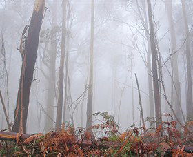 Mogo Bushwalk - Maitland Accommodation 1