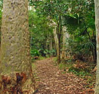 Depot Beach Rainforest walk - Maitland Accommodation