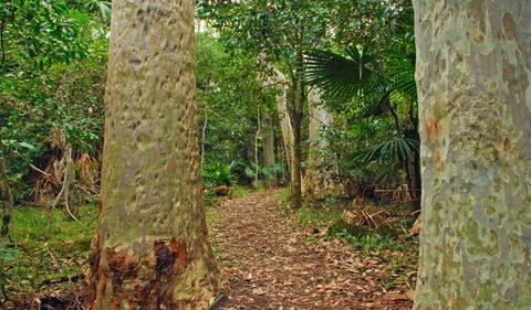 Depot Beach Rainforest Walk - Maitland Accommodation 0