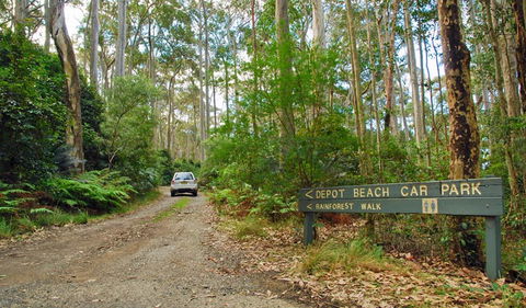 Depot Beach Rainforest Walk - Maitland Accommodation 1