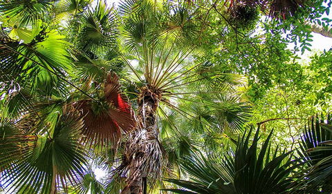 Depot Beach Rainforest Walk - Maitland Accommodation 2