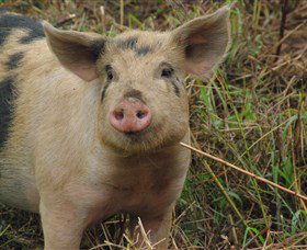 Bent On Food Cookery School - Maitland Accommodation 5