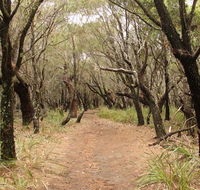 Pretty Beach to Snapper Point walking track - Maitland Accommodation