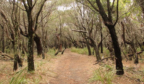 Pretty Beach To Snapper Point Walking Track - Maitland Accommodation 0