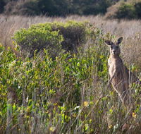 Murramarang Aboriginal Area walking track - Maitland Accommodation