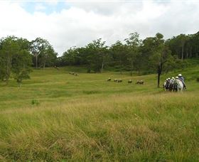 Numinbah Valley Adventure Trails - Maitland Accommodation 0