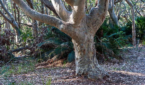Myrtle Beach Walking Track - Maitland Accommodation 1