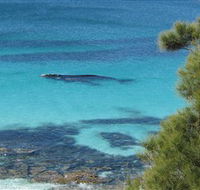 Jervis Bay Marine Park - Maitland Accommodation