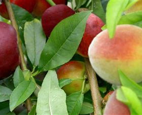 Allgomera ACT Maitland Accommodation