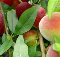 Fruit Salad Tree Company - Maitland Accommodation