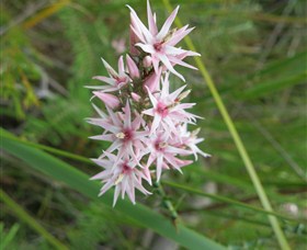 Booderee National Park: Green Patch And Telegraph Creek Walking Tracks - Maitland Accommodation 5