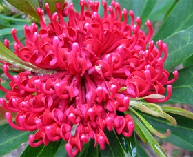 Booderee National Park: Green Patch And Telegraph Creek Walking Tracks - Maitland Accommodation 3