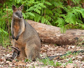 Booderee National Park: Green Patch And Telegraph Creek Walking Tracks - Maitland Accommodation 7