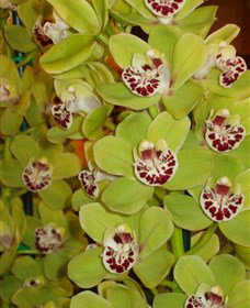 Tinonee Orchid Nursery - Maitland Accommodation 1