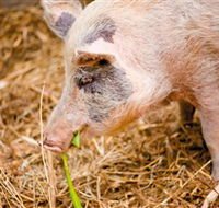 Djanbung Permaculture Gardens - Maitland Accommodation