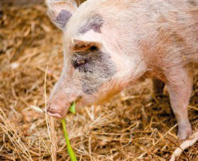 Djanbung Permaculture Gardens - Maitland Accommodation 0