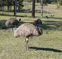 Glen Ian Ostrich and Emu Farm - Maitland Accommodation