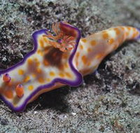 Curtain Artificial Reef Dive Site - Maitland Accommodation