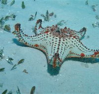 The Pines Dive Site - Maitland Accommodation