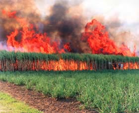 Reeves Family Sugar Cane Farm - Maitland Accommodation 0