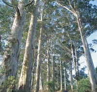 The Great Forest Trees Drive - Maitland Accommodation