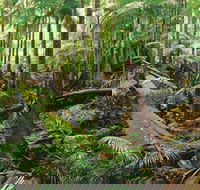 Wollumbin-Mount Warning National Park - Maitland Accommodation