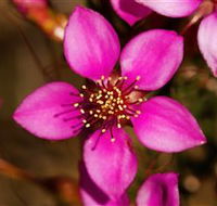 Flora - Maitland Accommodation