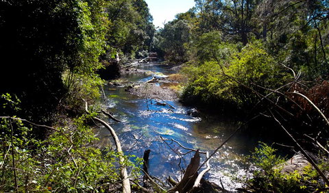 Coramba Nature Reserve - Maitland Accommodation 1