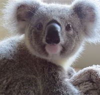 Koala Care Centre in Lismore - Maitland Accommodation