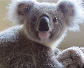 Koala Care Centre In Lismore - Maitland Accommodation 0