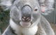 Koala Care Centre In Lismore - thumb 1