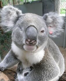 Koala Care Centre In Lismore - Maitland Accommodation 1