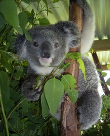 Koala Care Centre In Lismore - Maitland Accommodation 2